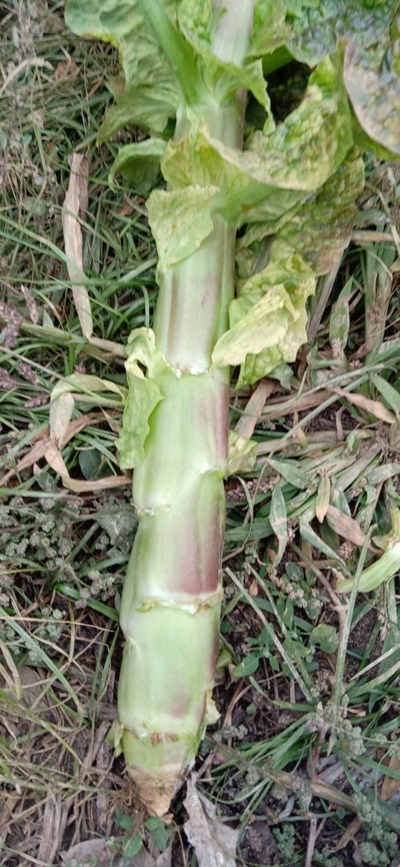 红叶莴笋，大量上市，质量没问题