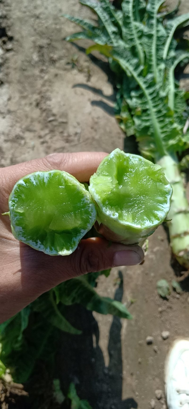 红叶莴笋，大量上市，质量没问题