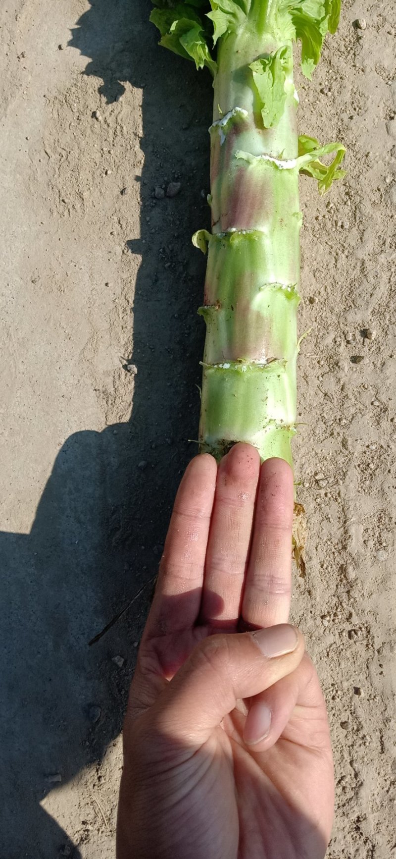 红叶莴笋，大量上市，质量没问题