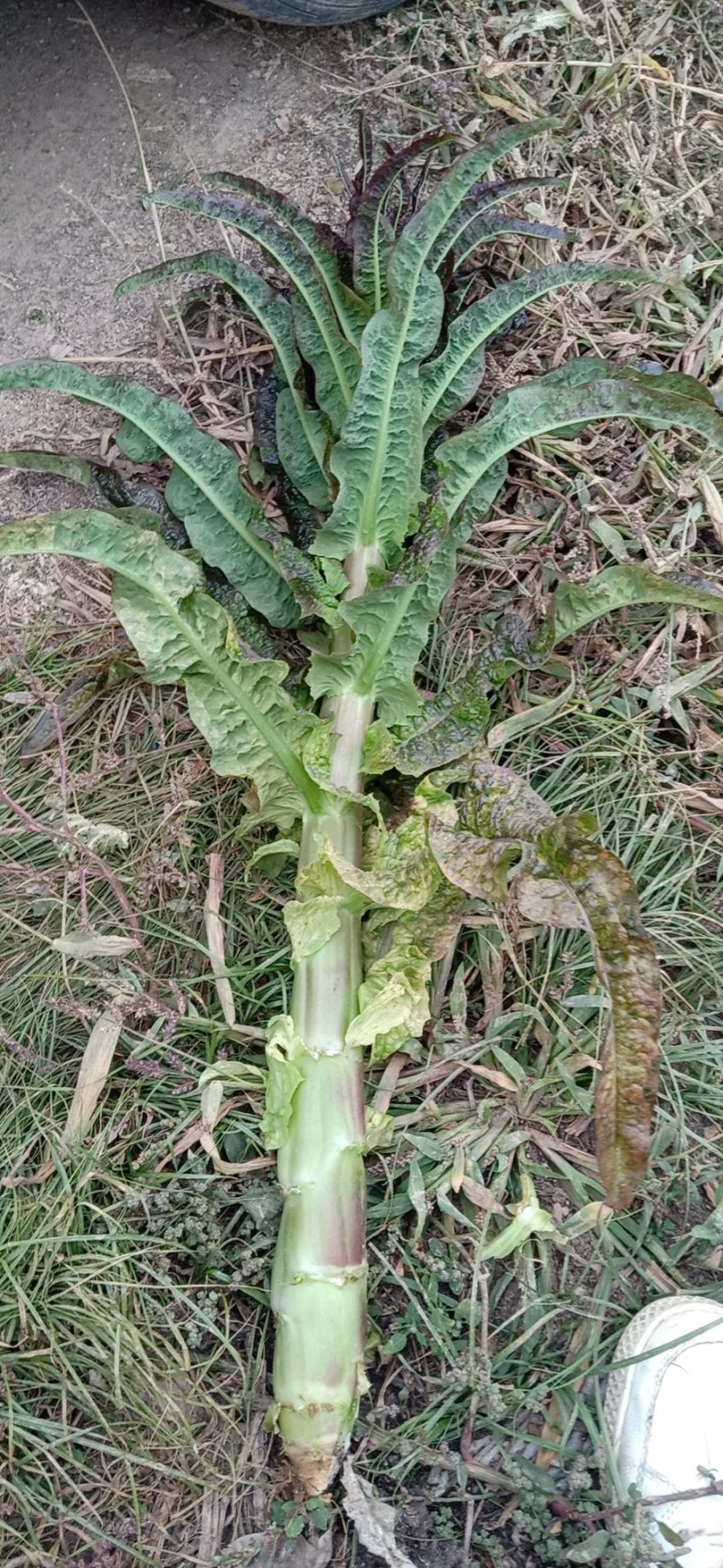 红叶莴笋，大量上市，质量没问题