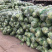 产地货源充足产地一手货源