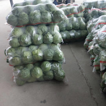 甘蓝原产地一手货源大量现货供应