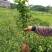 油茶苗，供应软枝油茶实生杯苗60万株规格30-60公分高