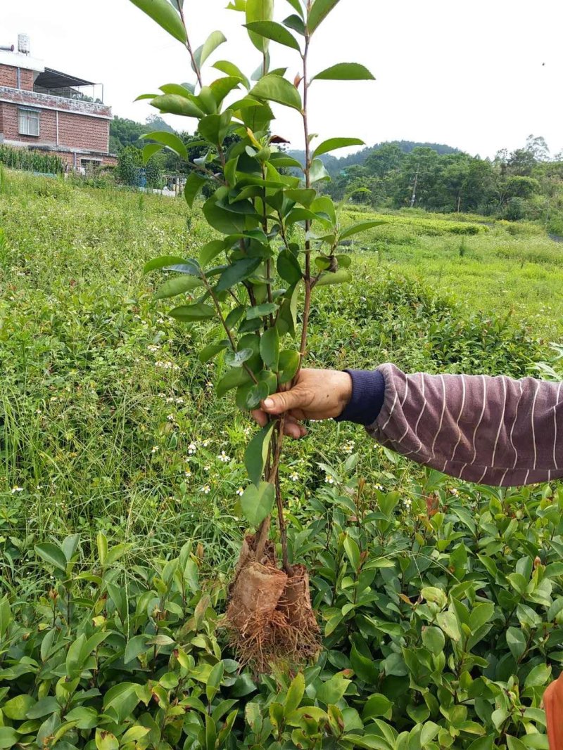 油茶苗，供应软枝油茶实生杯苗60万株规格30-60公分高