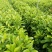 油茶苗，供应软枝油茶实生杯苗60万株规格30-60公分高