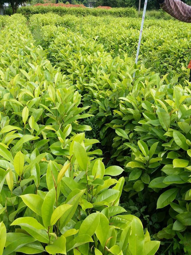 油茶苗，供应软枝油茶实生杯苗60万株规格30-60公分高