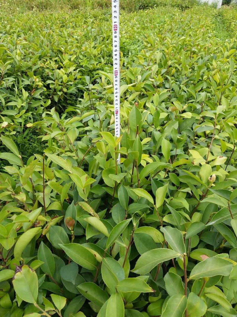 油茶苗，供应软枝油茶实生杯苗60万株规格30-60公分高