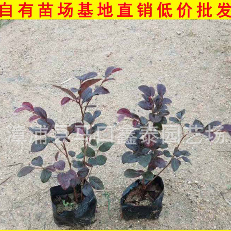 红花继木高20-30大量库存大量价格实惠