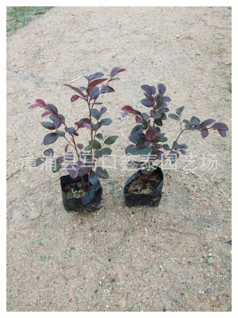 红花继木高20-30大量库存大量价格实惠