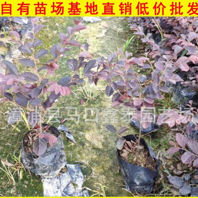 红花继木高20-30大量库存大量价格实惠