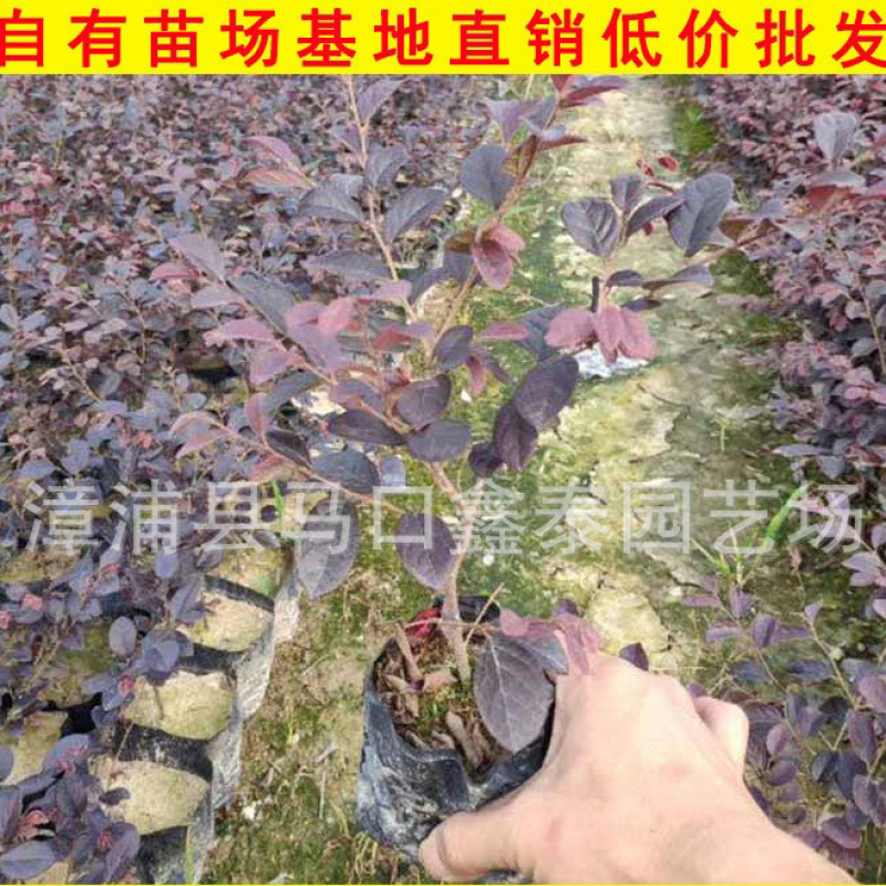 红花继木高20-30大量库存大量价格实惠