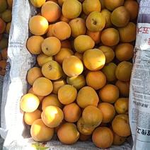 万荣金太阳杏、丰园红杏、烟脂杏、大量上市中