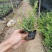 星花(满天星)草本观花植物，绿化收边的不二之选