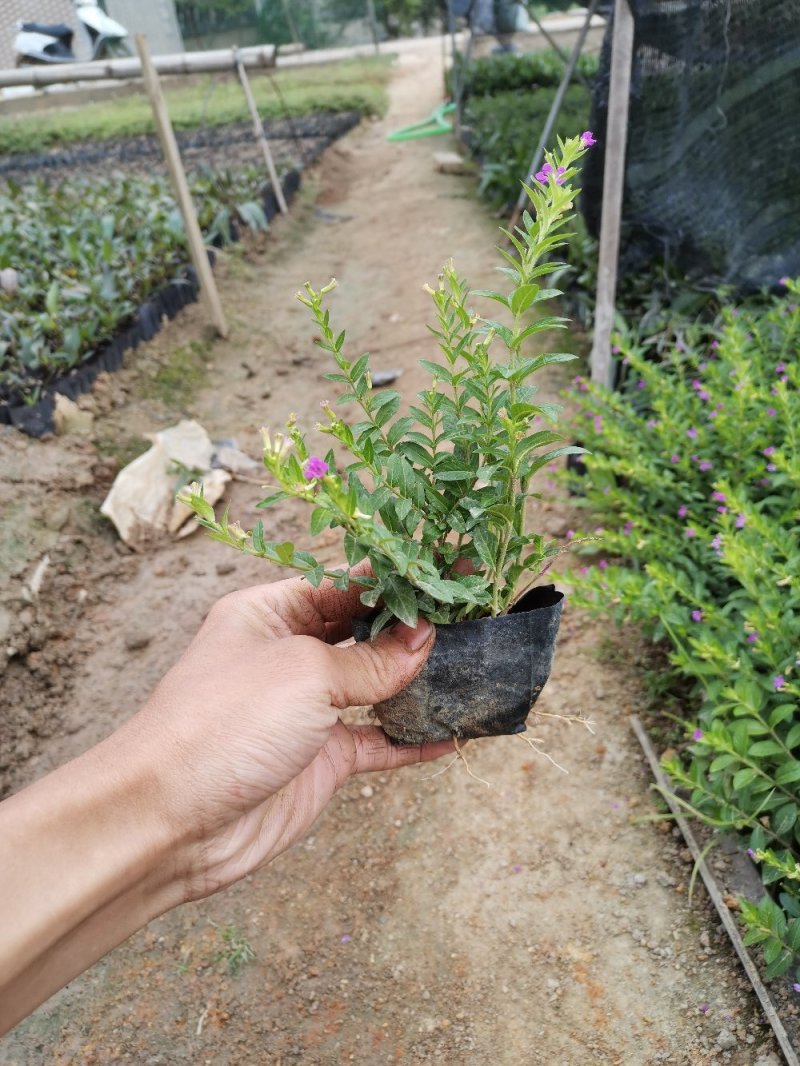 星花(满天星)草本观花植物，绿化收边的不二之选
