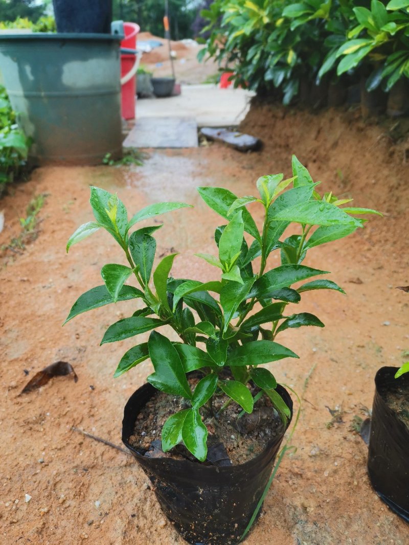 鸳鸯茉莉(双色茉莉)花叶紫白色，花香清香不腻