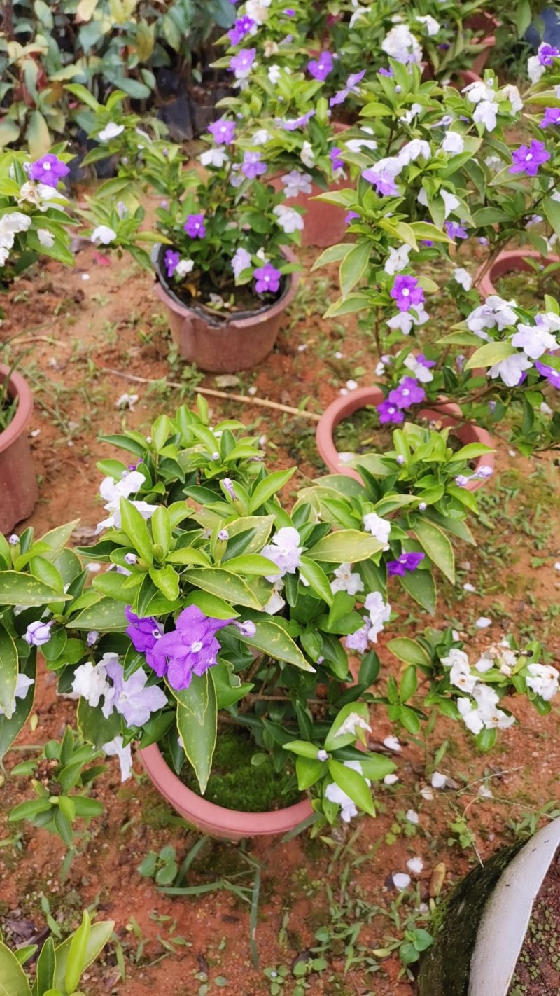鸳鸯茉莉(双色茉莉)花叶紫白色，花香清香不腻