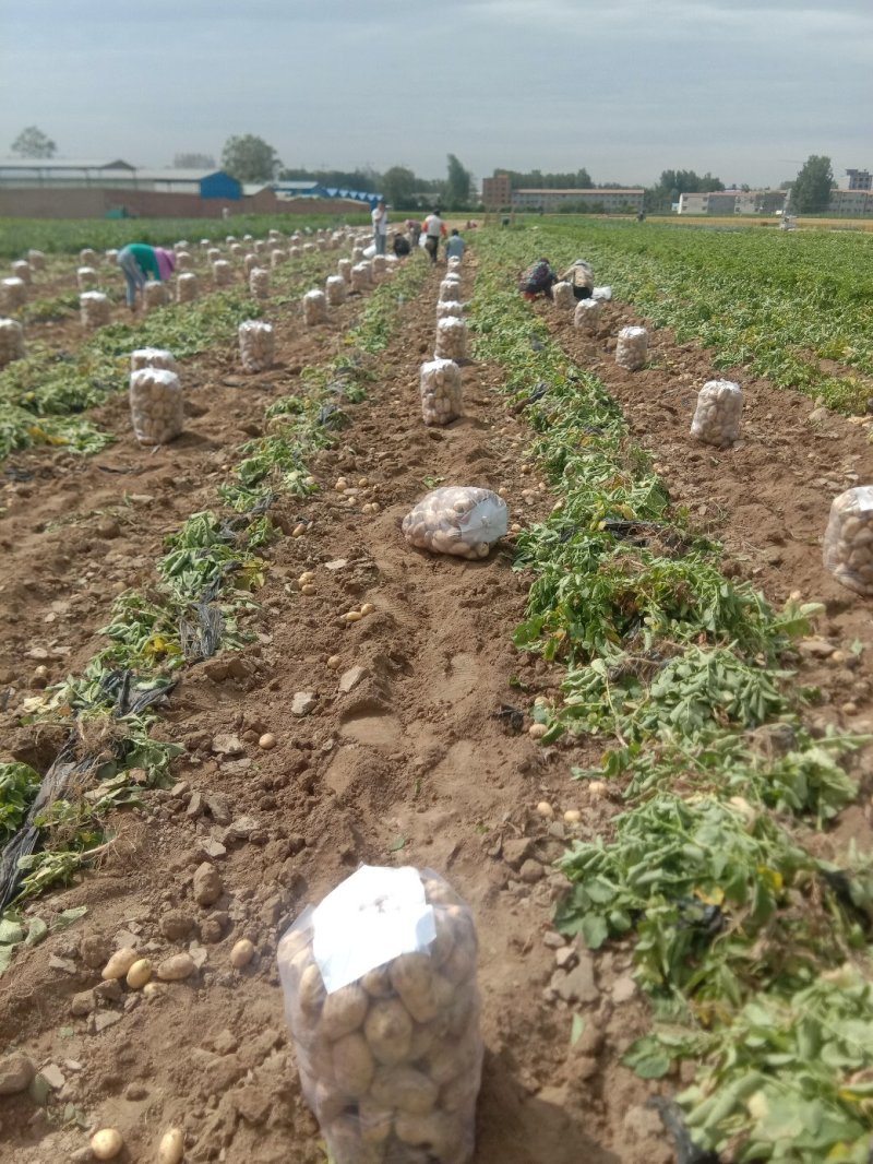 荷兰十五，希森，中暑精品3两以上基地直供货源充足