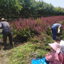 营养杯红叶小檗基地直供包存活包技术