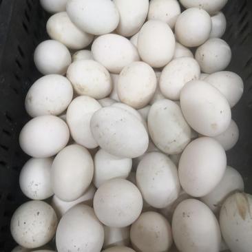 大白蛋，白鸭蛋五到六个蛋3.2斤