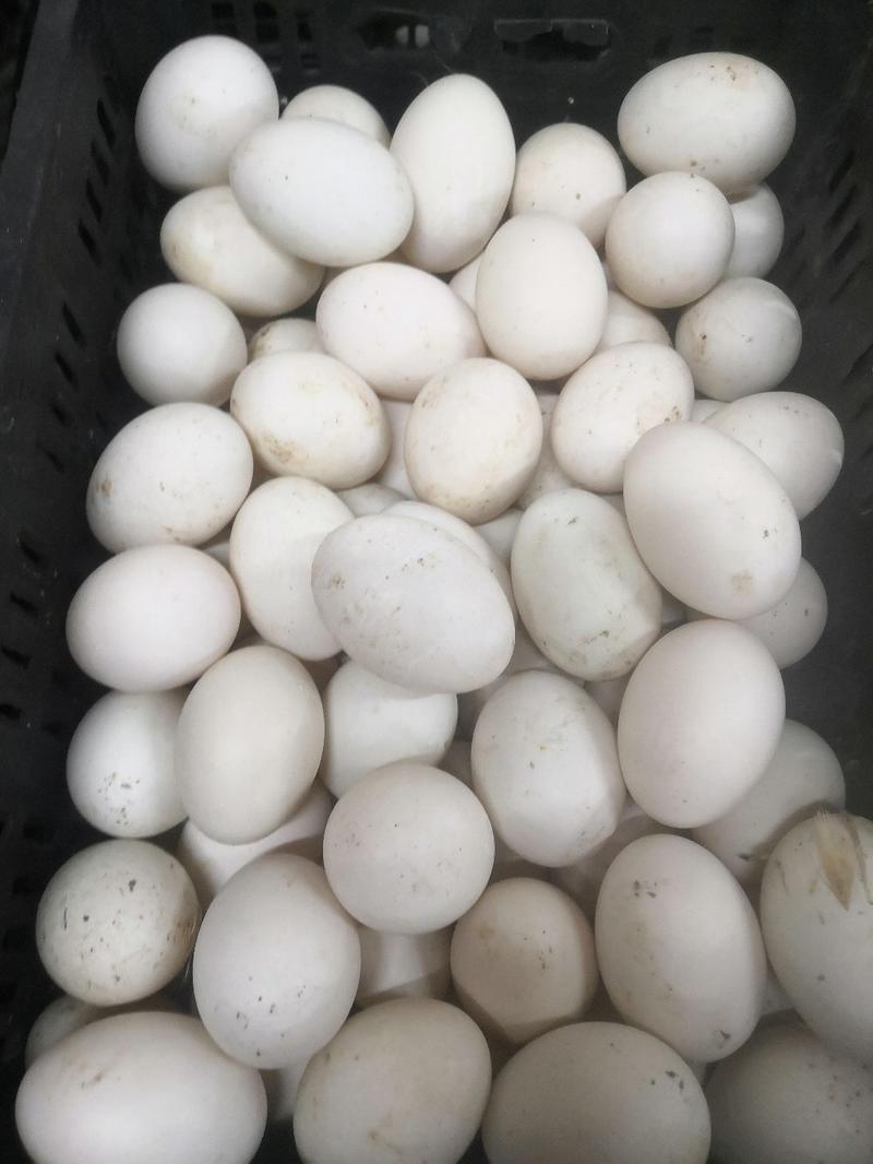 大白蛋，白鸭蛋五到六个蛋3.2斤