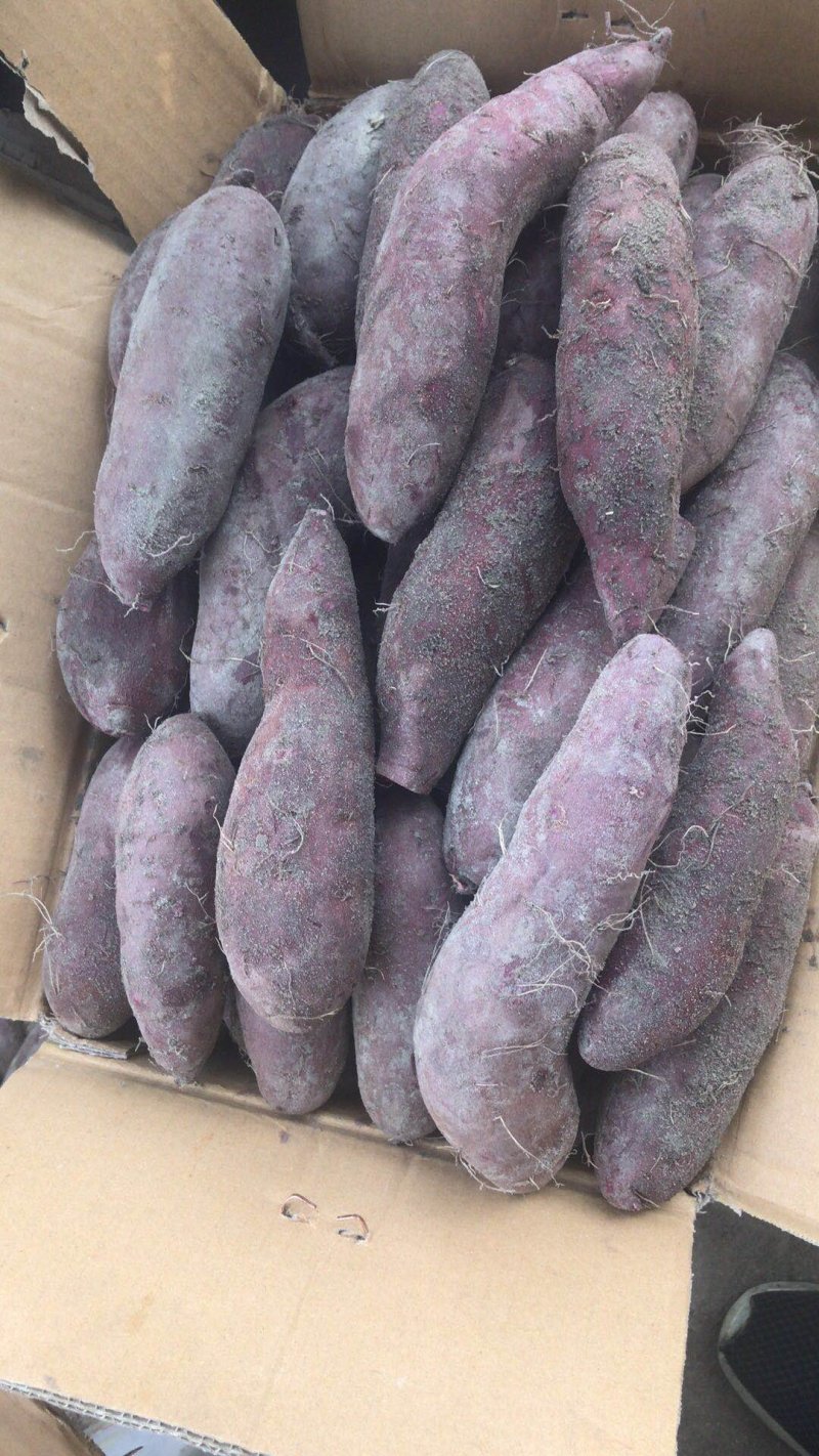 【优质紫薯】紫罗兰红薯产地直销价格美丽视频看货