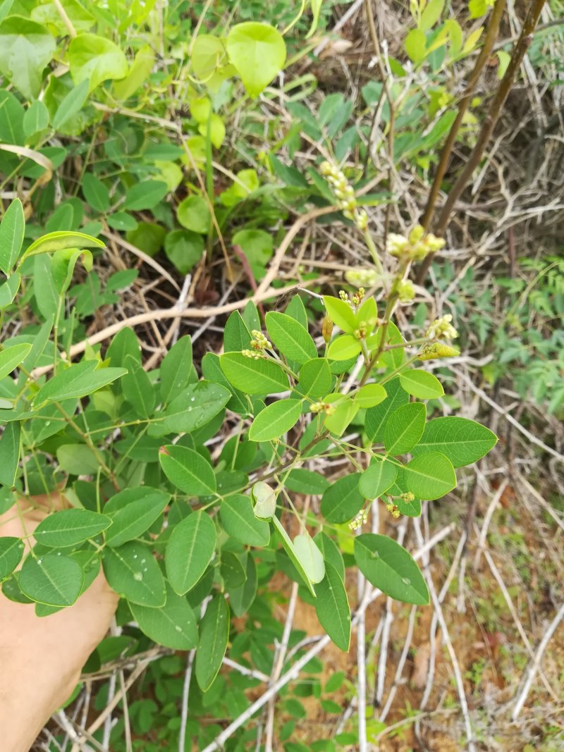 胡枝子大叶胡枝子地面部分马料草马黄稍中药材