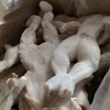 牛蛙，质量好，价格优，欢迎前来订购