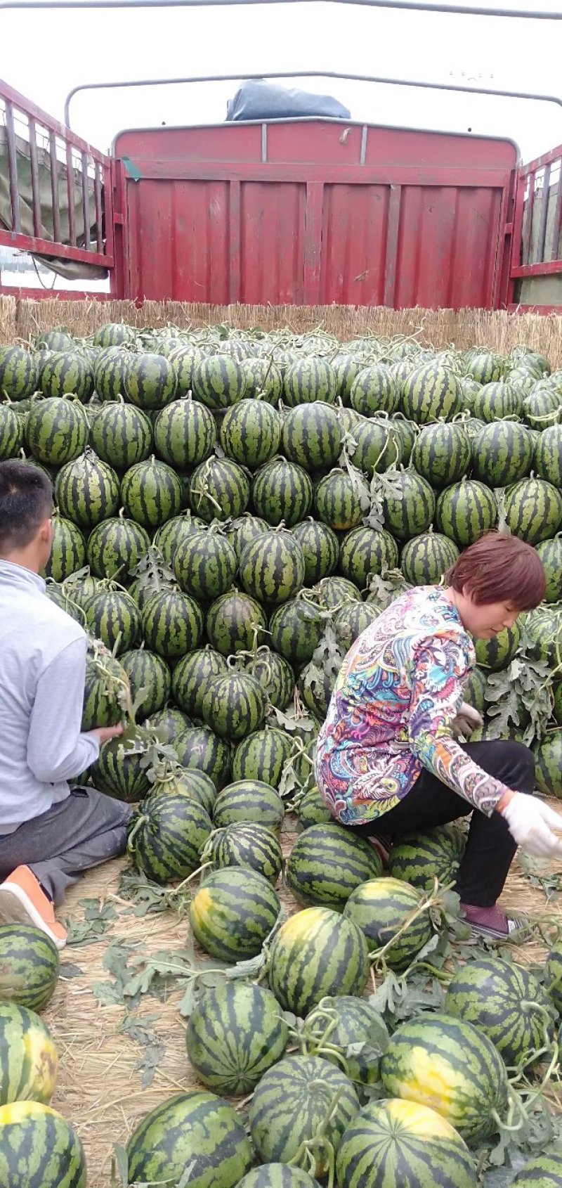 山东临沂万亩京欣西瓜大量上市产地看货，七斤打底纯黑籽沙瓤