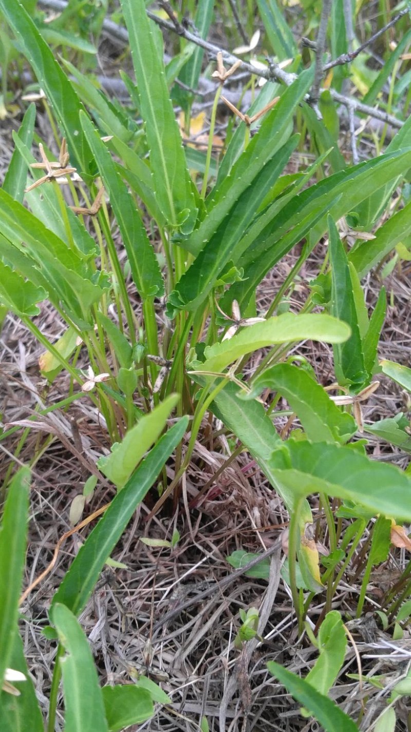 紫花地丁，纯野生水洗货，全干无杂无霉变，产地一手货源