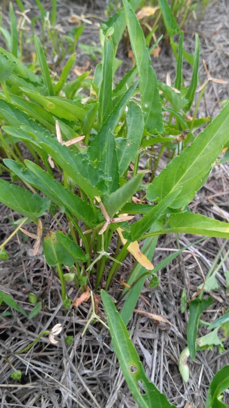 紫花地丁，纯野生水洗货，全干无杂无霉变，产地一手货源