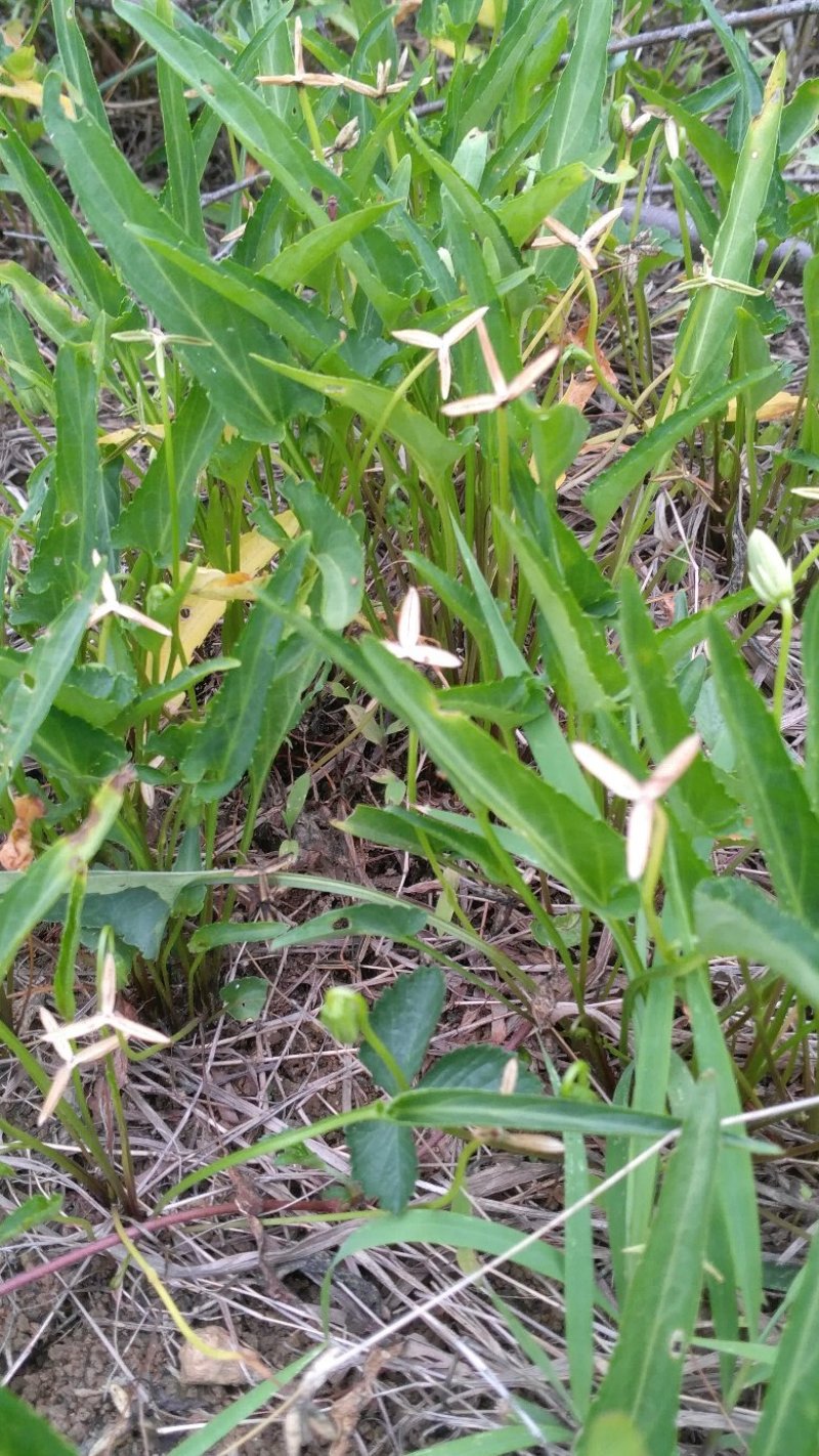 紫花地丁，纯野生水洗货，全干无杂无霉变，产地一手货源