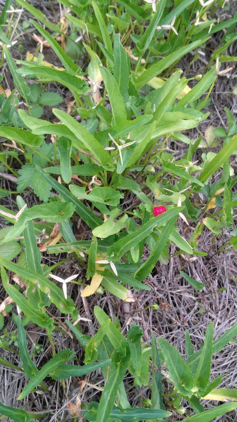 紫花地丁，纯野生水洗货，全干无杂无霉变，产地一手货源