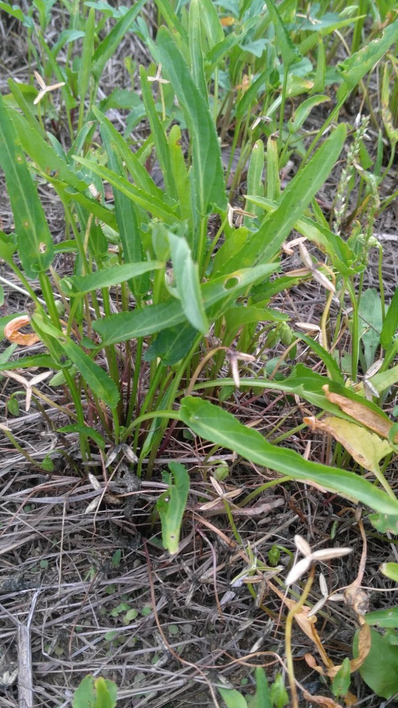 紫花地丁，纯野生水洗货，全干无杂无霉变，产地一手货源