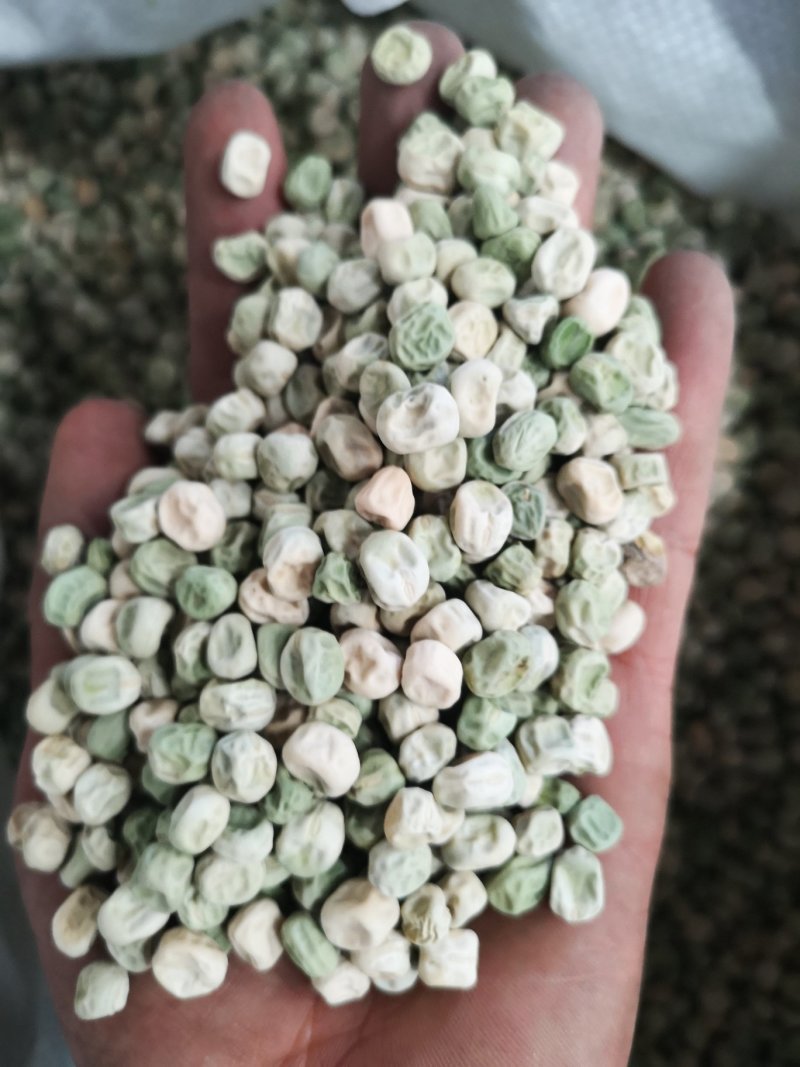 豌豆种子台湾长寿仁豌豆种子水果豌豆种子山地大王种子
