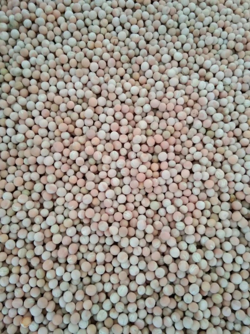 朱砂红豌豆