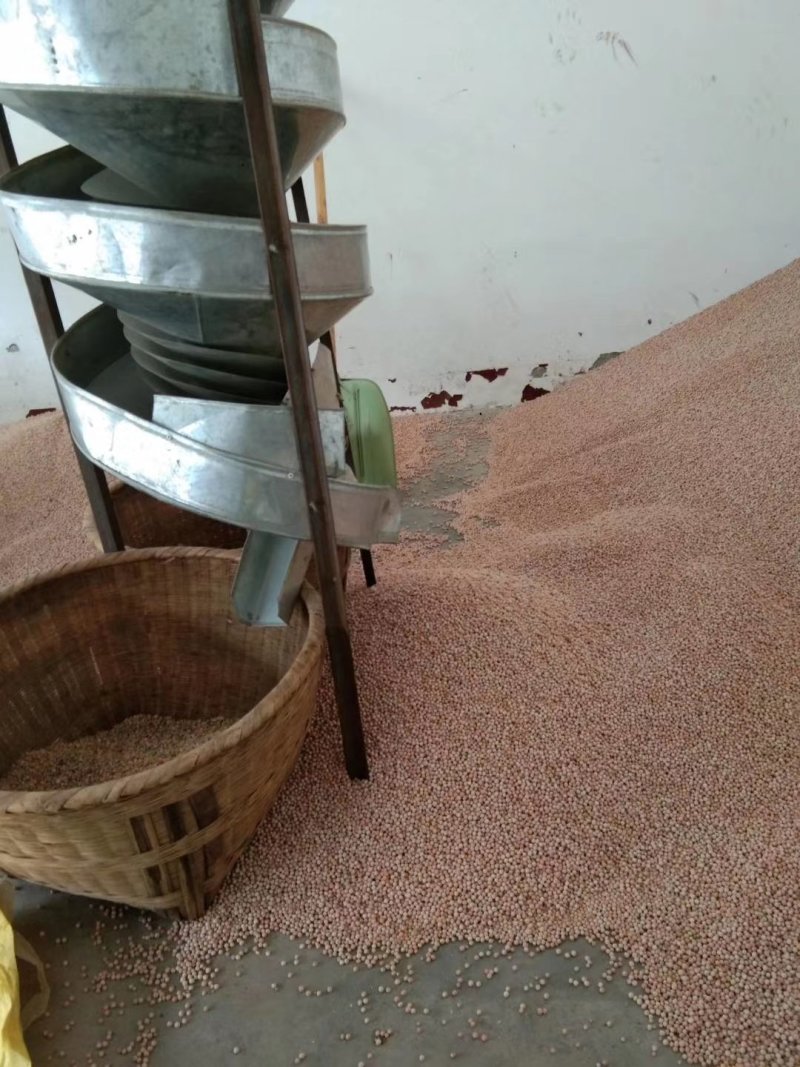 朱砂红豌豆