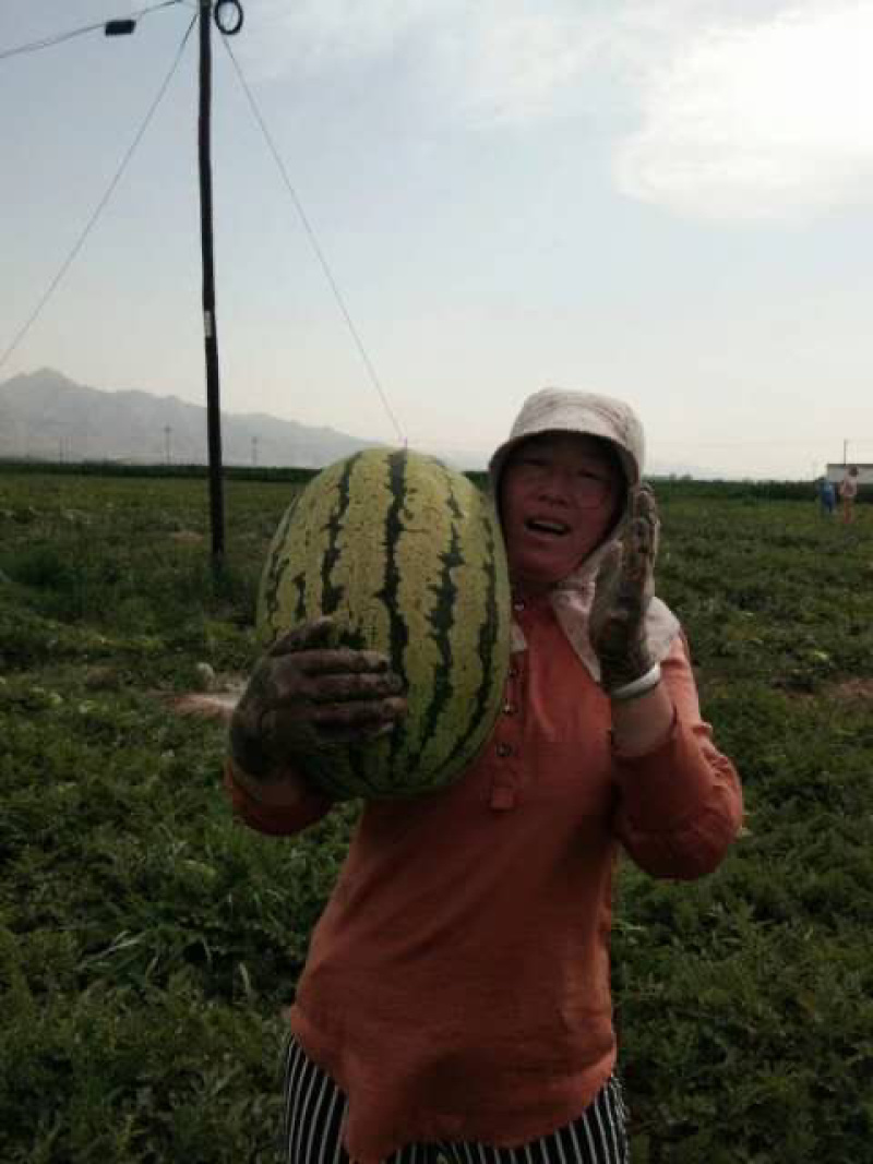 西瓜金城5号沙漠一号西瓜大量现货基地直供