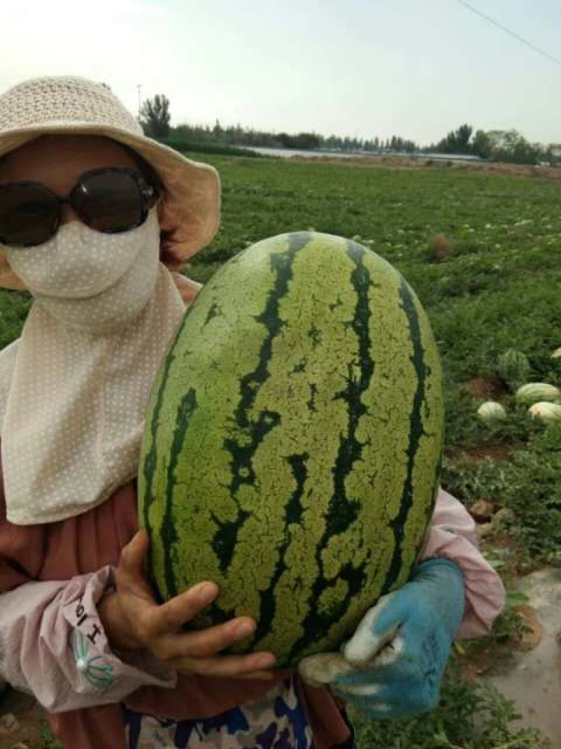 西瓜金城5号沙漠一号西瓜大量现货基地直供