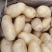 夏邑土豆黄心土豆基地现货一手货源保质保量发往全国