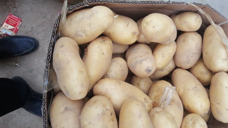夏邑土豆黄心土豆基地现货一手货源保质保量发往全国