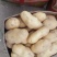 夏邑土豆黄心土豆基地现货一手货源保质保量发往全国
