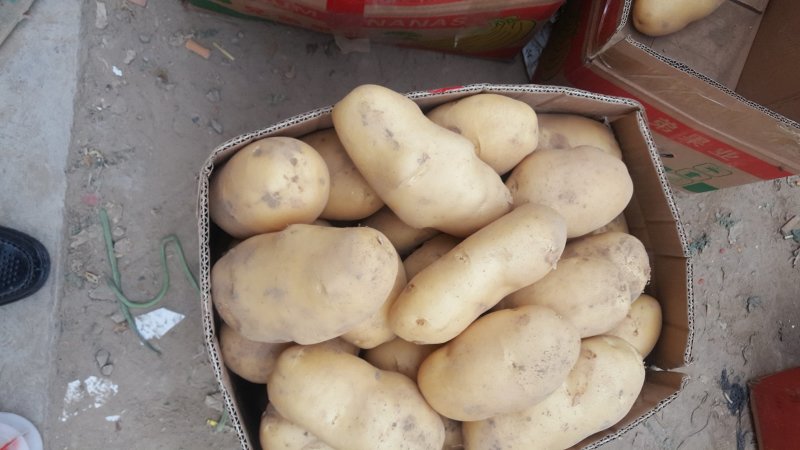 夏邑土豆黄心土豆基地现货一手货源保质保量发往全国