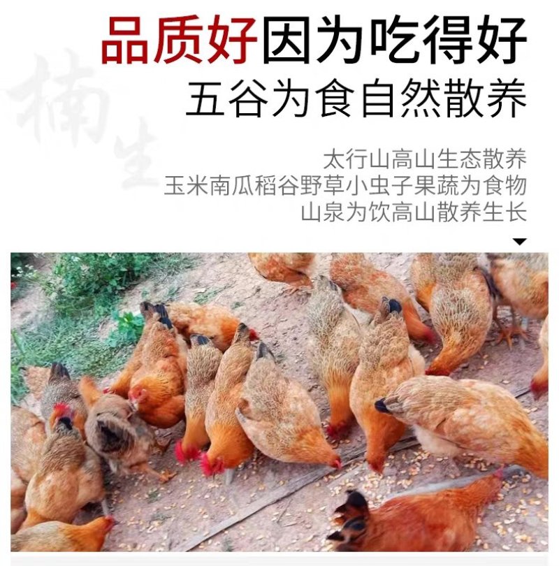 太行山农家土鸡蛋，【36左右】养殖场直供。现收现发！