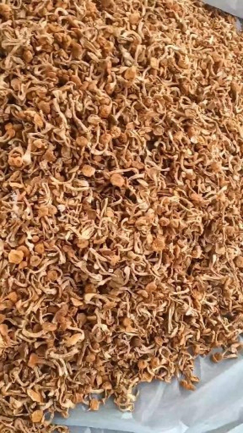 美味华子菇，质量好，价格实惠