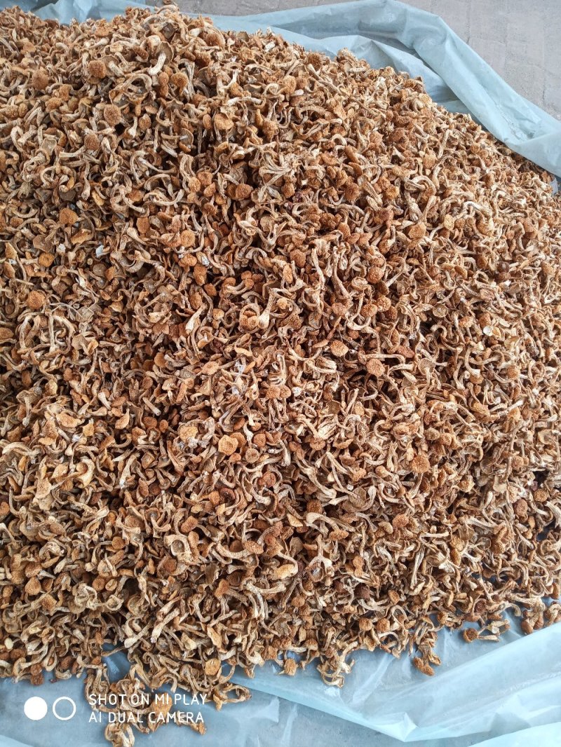 美味华子菇，质量好，价格实惠