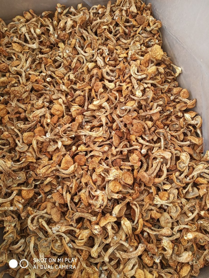美味华子菇，质量好，价格实惠