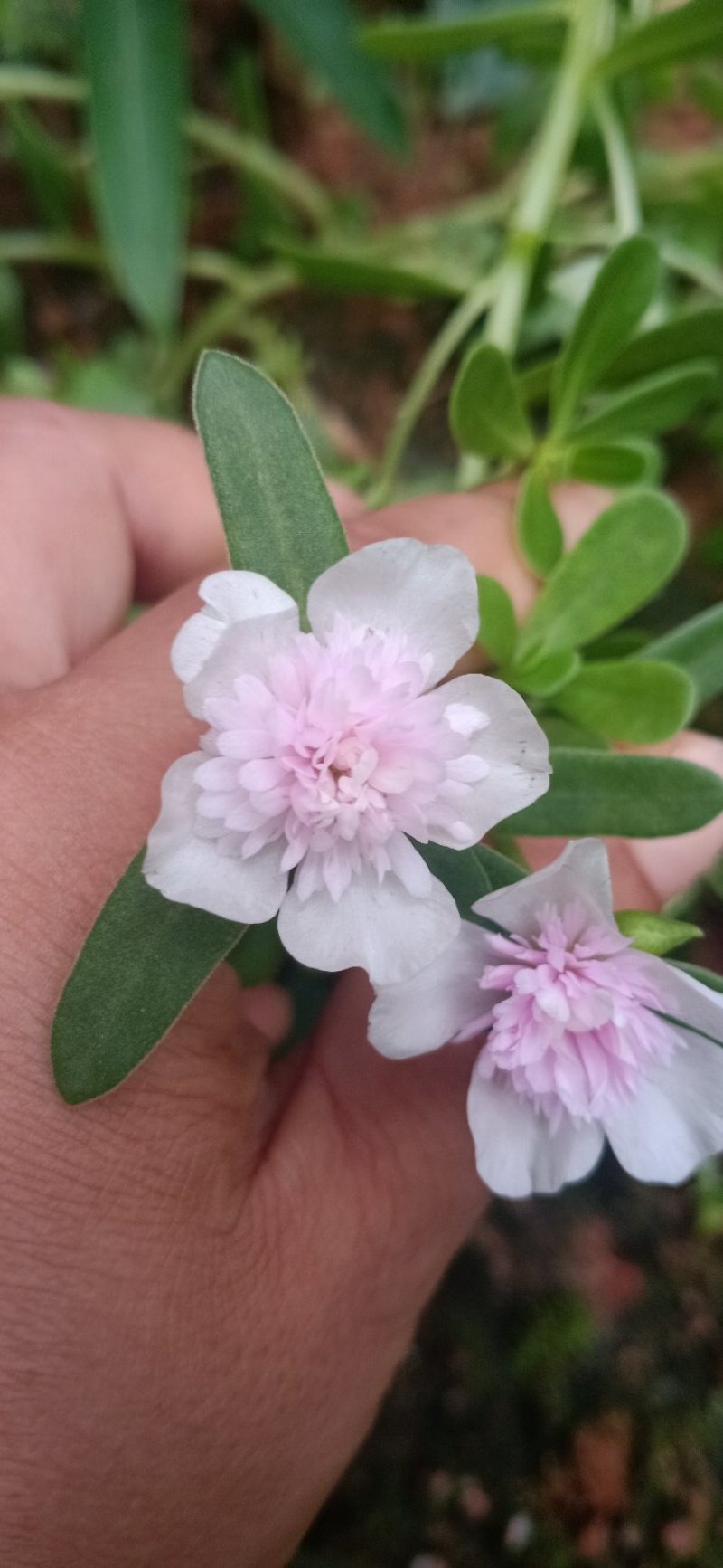 太阳花苗，有土就活，，死不了的七彩太阳花