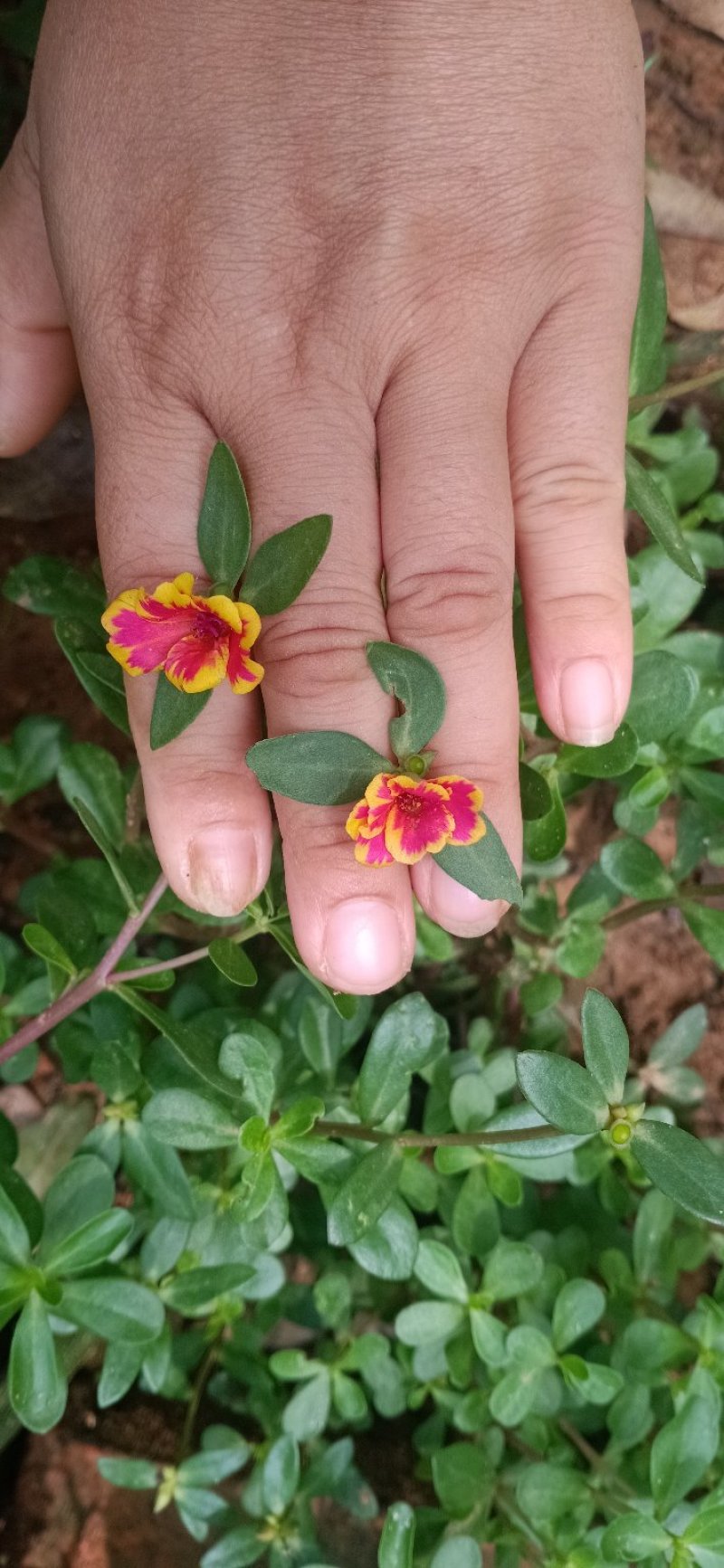 太阳花苗，有土就活，，死不了的七彩太阳花