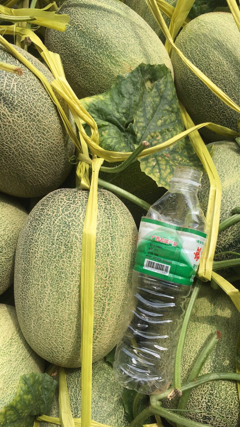 北海大量哈密瓜