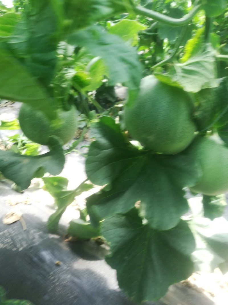绿博特甜瓜